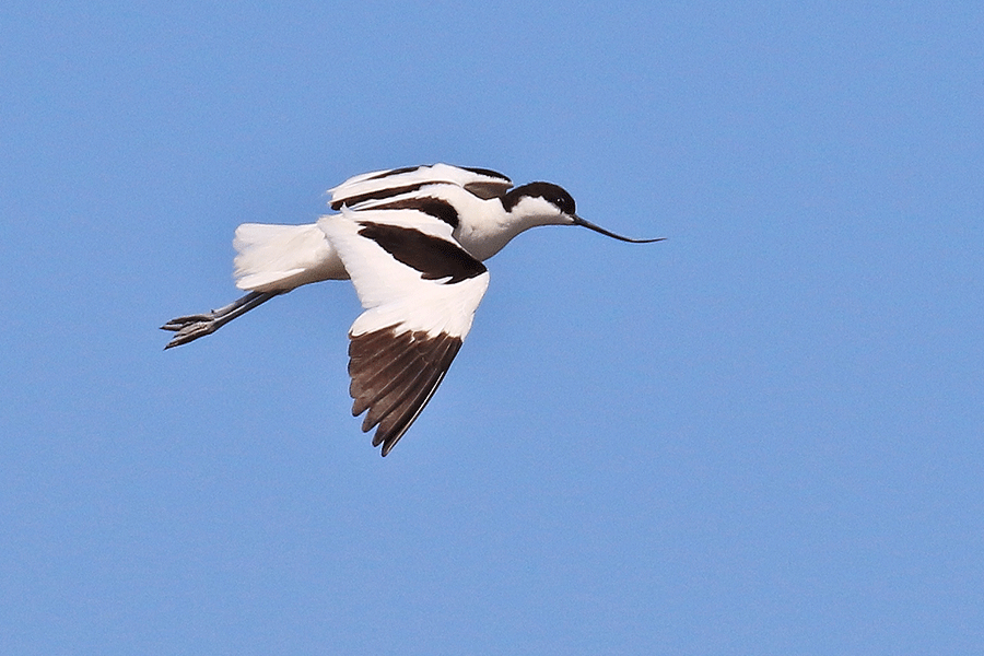 Broedvogel de Kluut. Foto: Kees de Vries